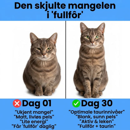 Stopp den stille mangelen før du ser tegnene – med Lorvea™ Taurin-tilskudd